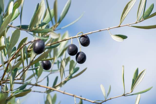 オリーブオイルが高すぎる！価格が高騰した原因は？